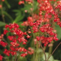 Żurawka krwista 'Ruby Bells' – długo kwitnąca bylina